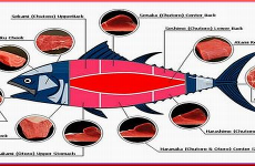 Parts of the Tuna used for Japanese Foods